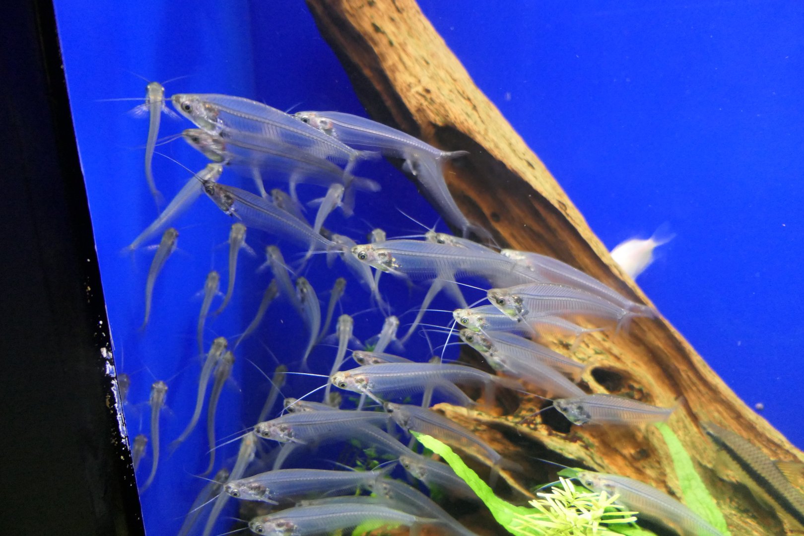 Glass Catfish (Kryptopterus vitreolus)