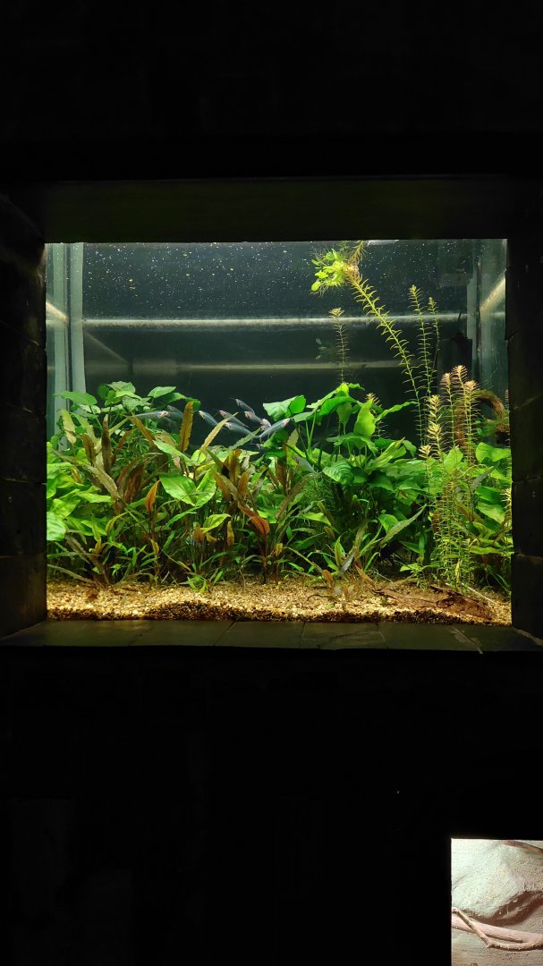 Glass catfish tank
