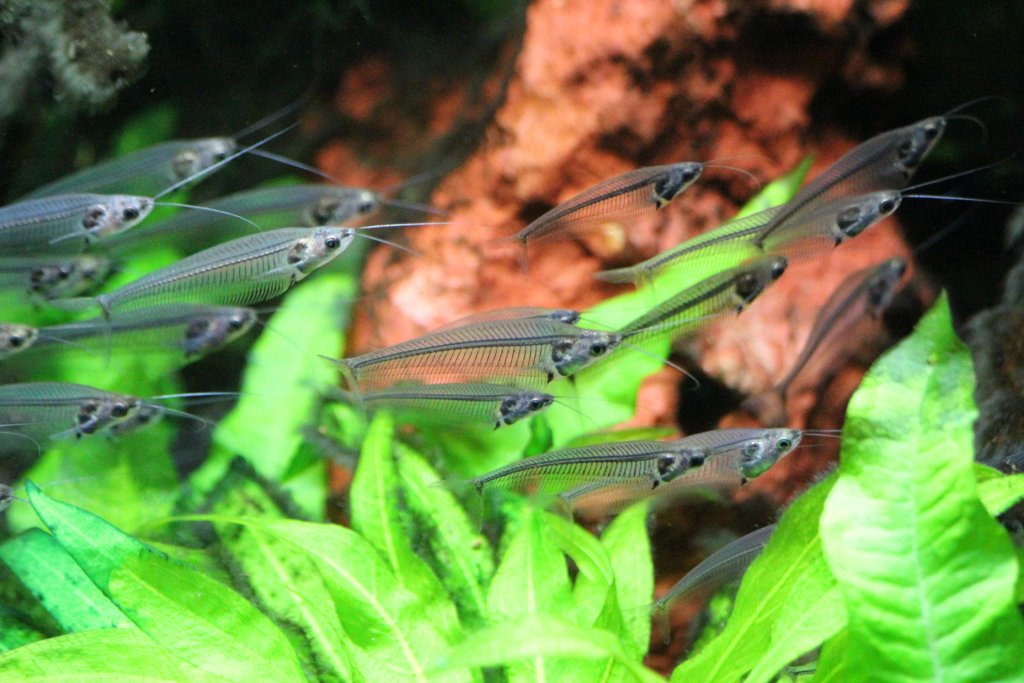 Glass Catfish