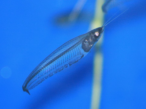 Glass Catfish