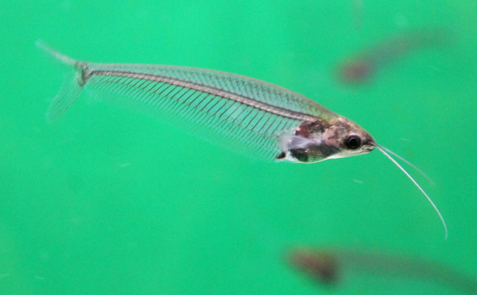 Glass catfish