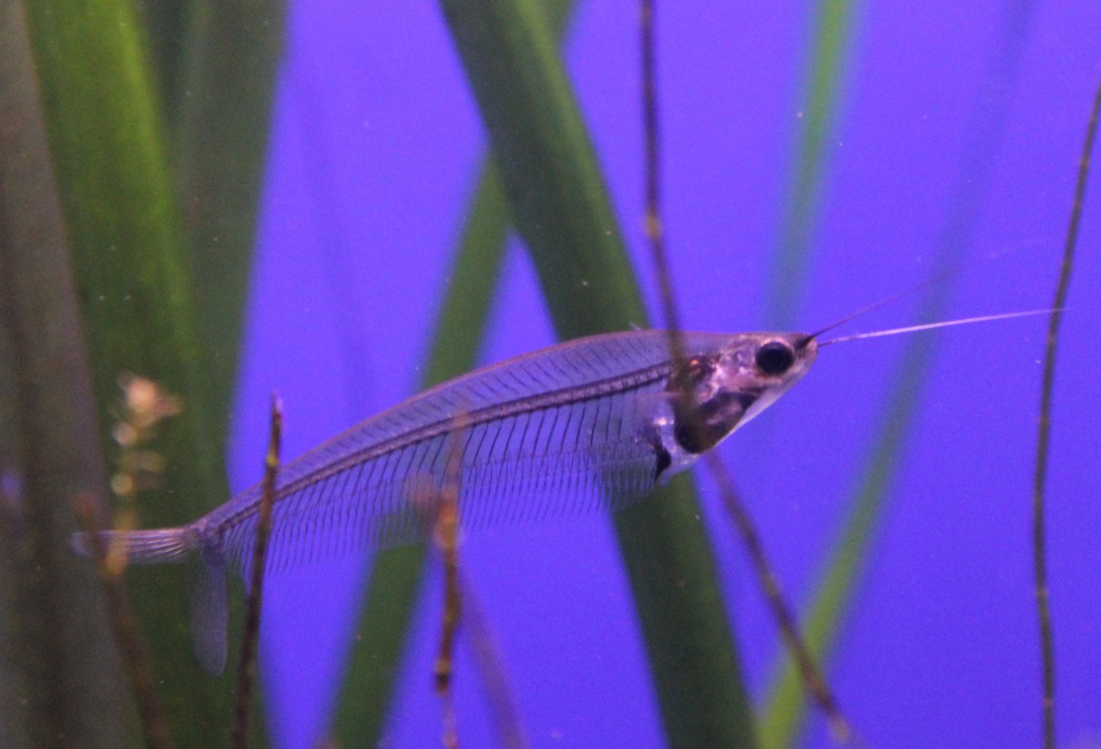 Glass catfish