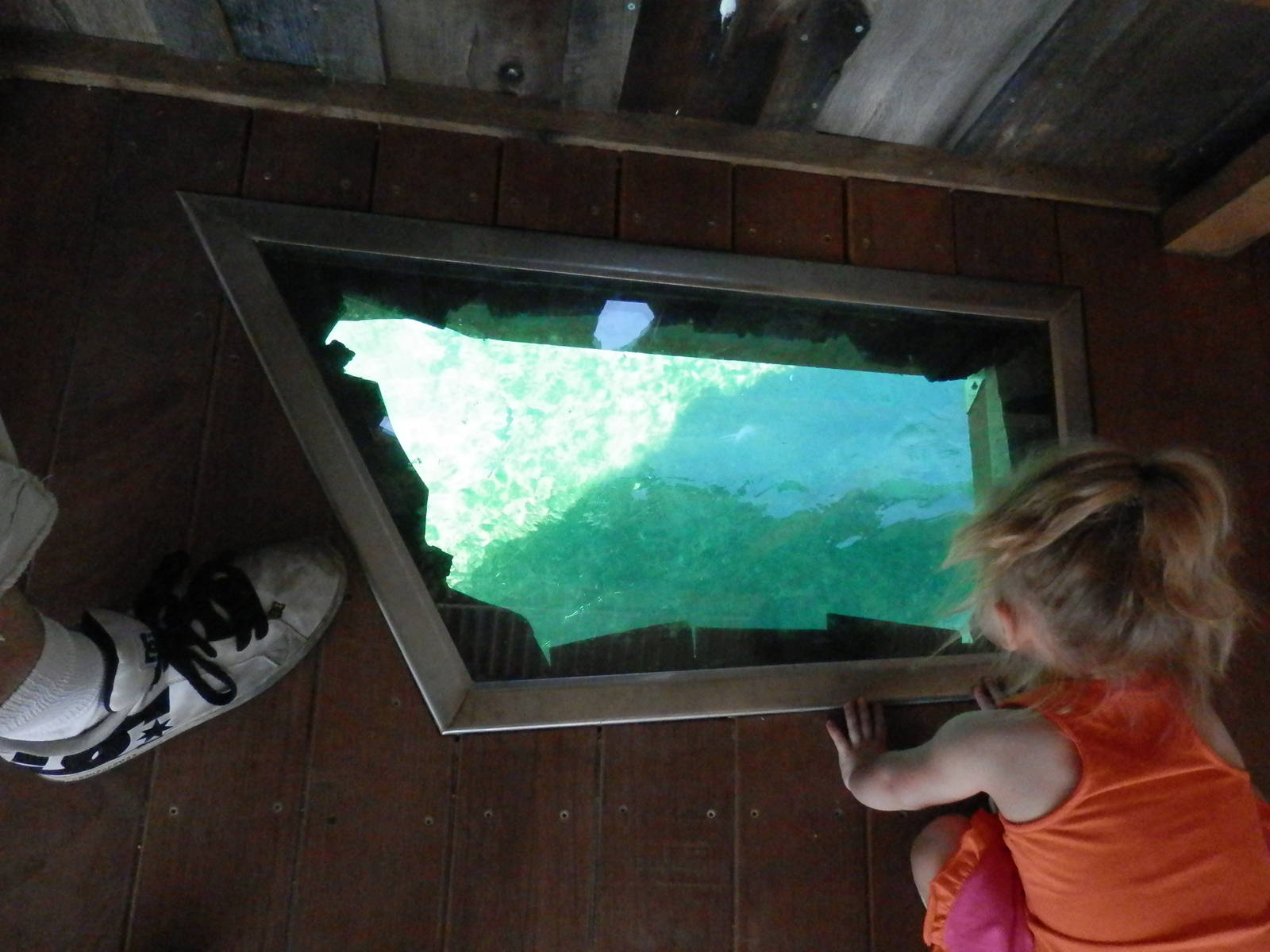 Glass floor on deck to view hippo pool