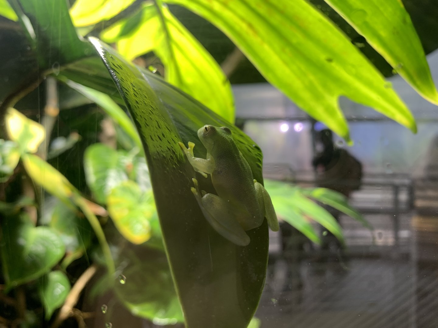 Glass frog - Osher Rainfrorest