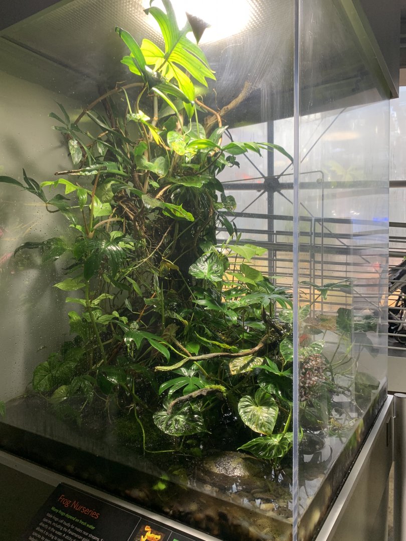 Glass frog/Panamanian golden frog exhibit - Osher Rainforest