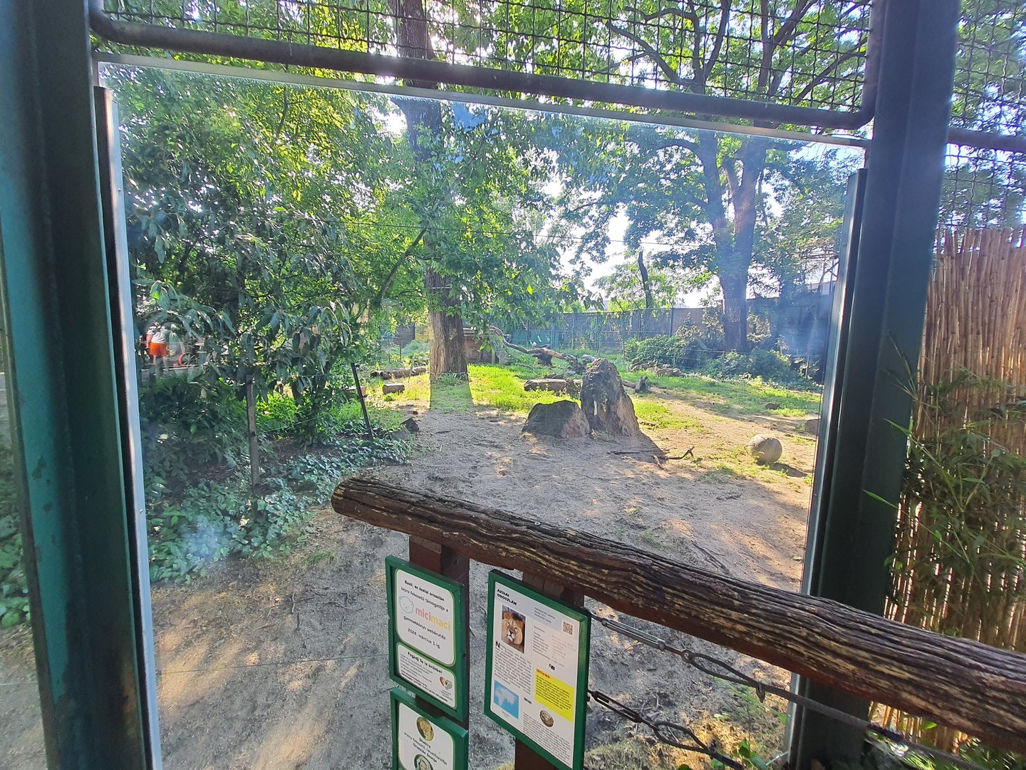 Glass-fronted exhibit for Asiatic lions