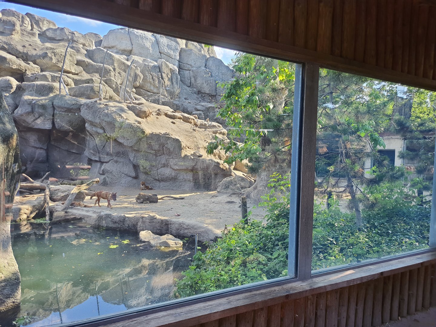 Glass-fronted exhibit for Red Dholes- Budapest Zoo