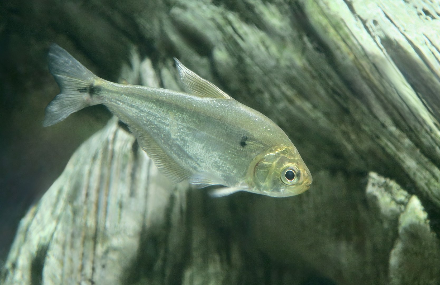 Glass Headstander (Charax gibbosus)