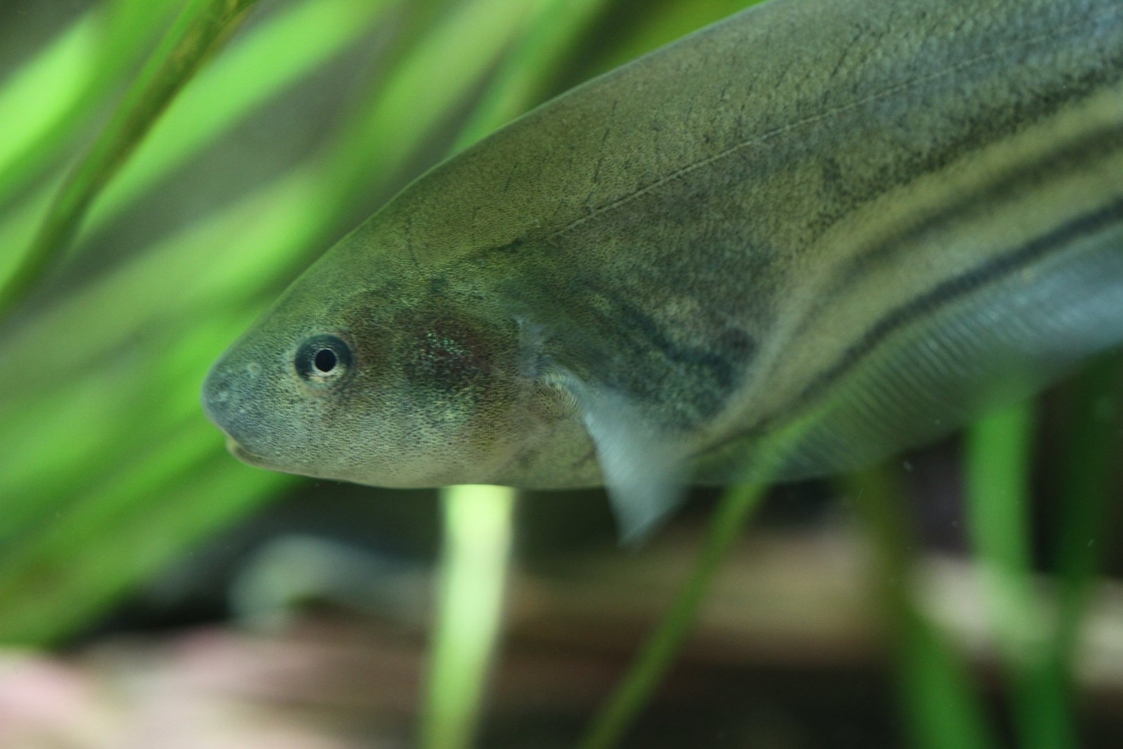 Glass knifefish (Eigenmannia virescens)