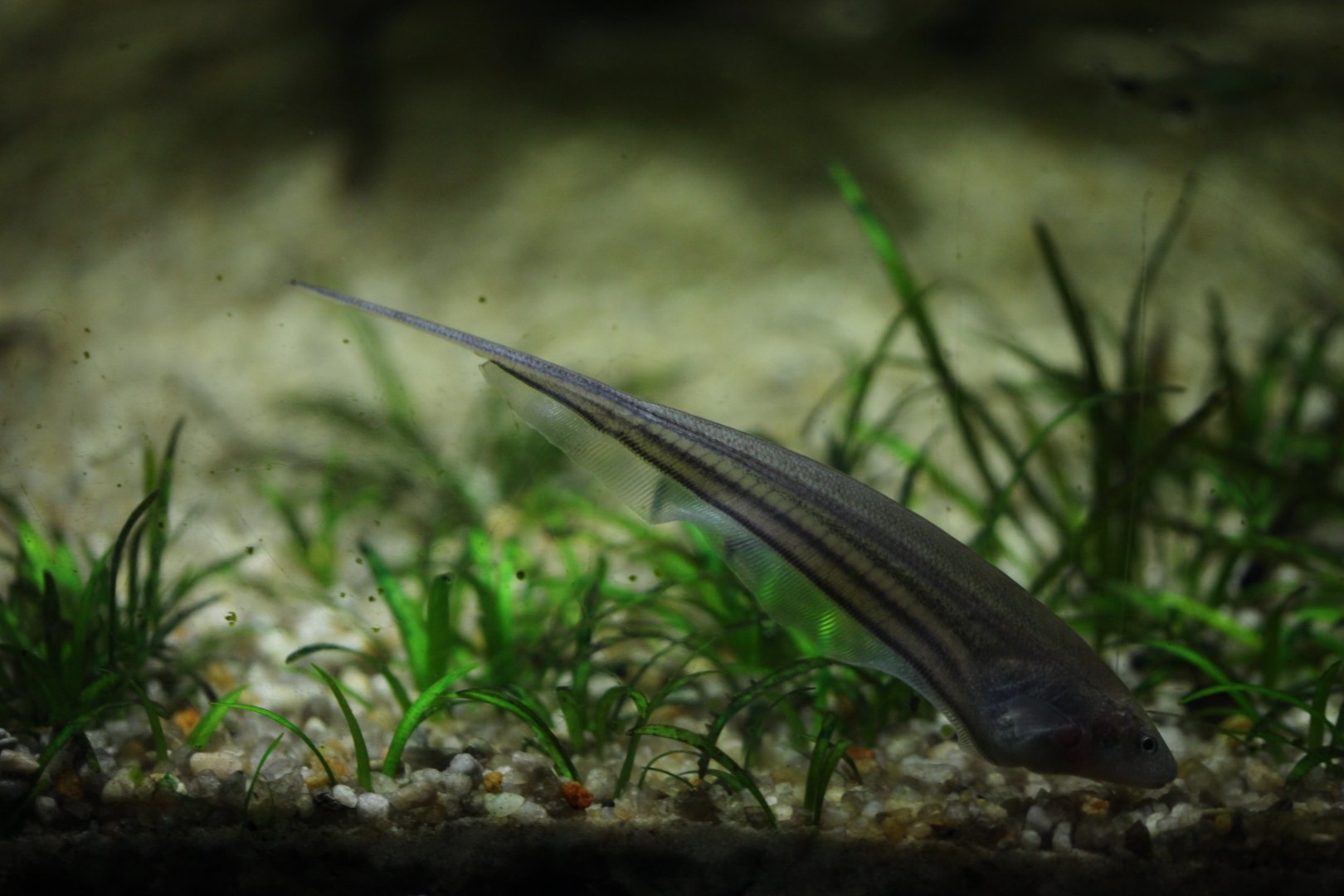 Glass knifefish (Eigenmannia virescens)