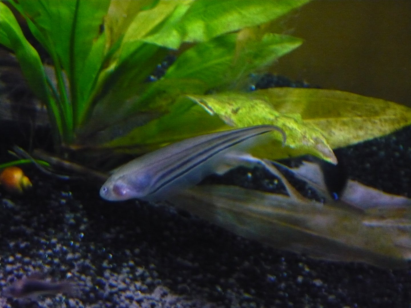 Glass knifefish