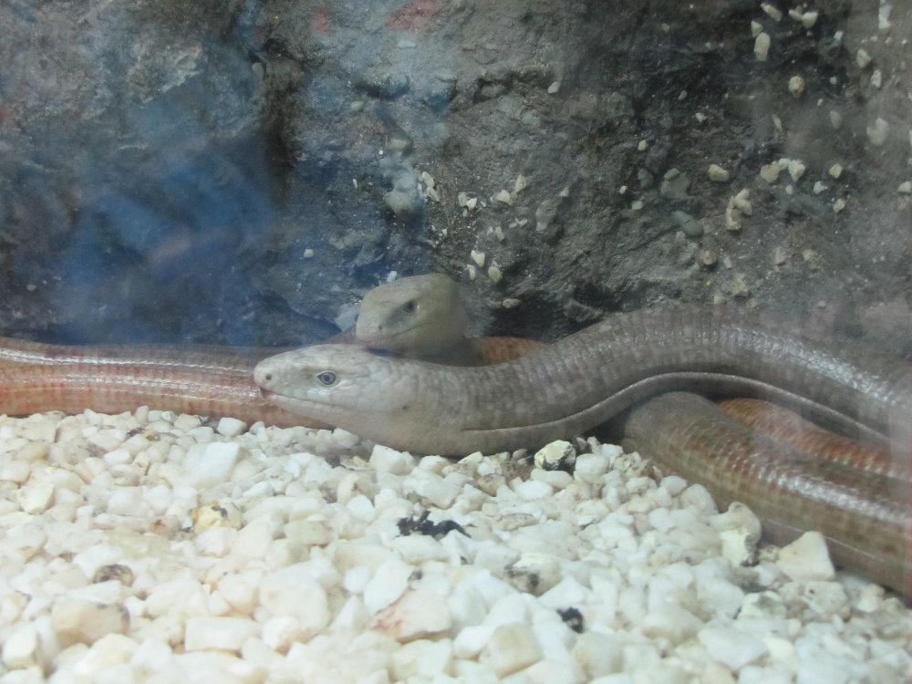 Glass Lizard(tehran zoo)