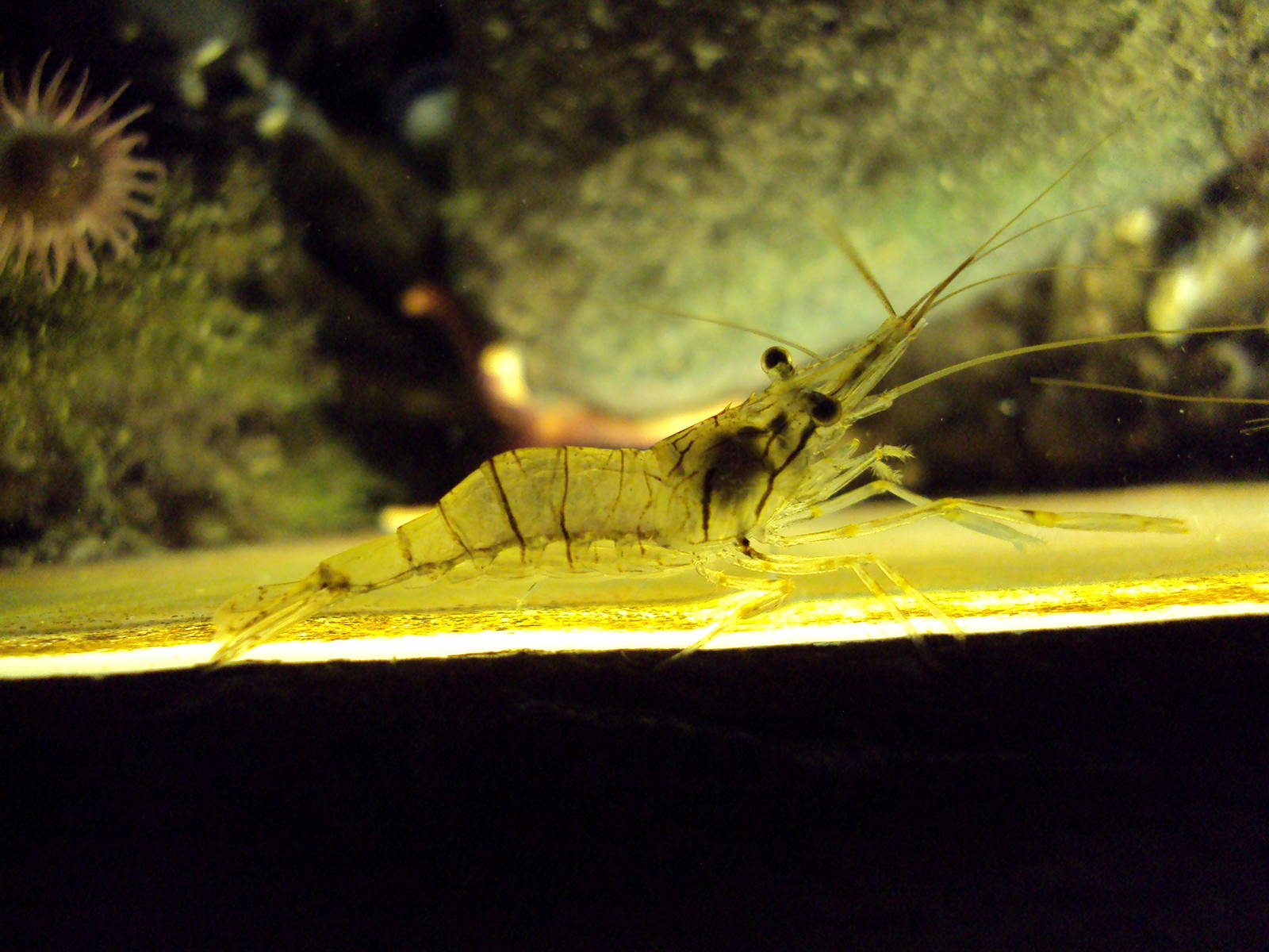 Glass Prawn (Palaemon elegans)