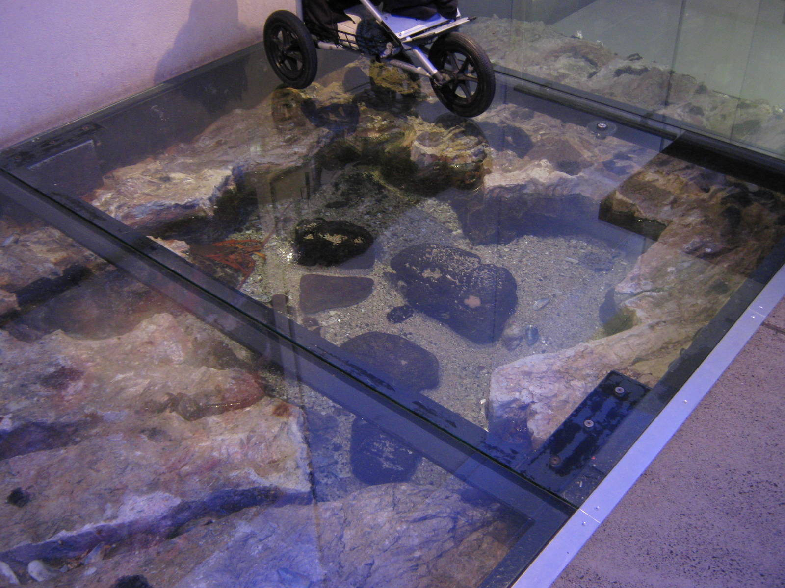 glass-topped rockpool at Auckland Museum