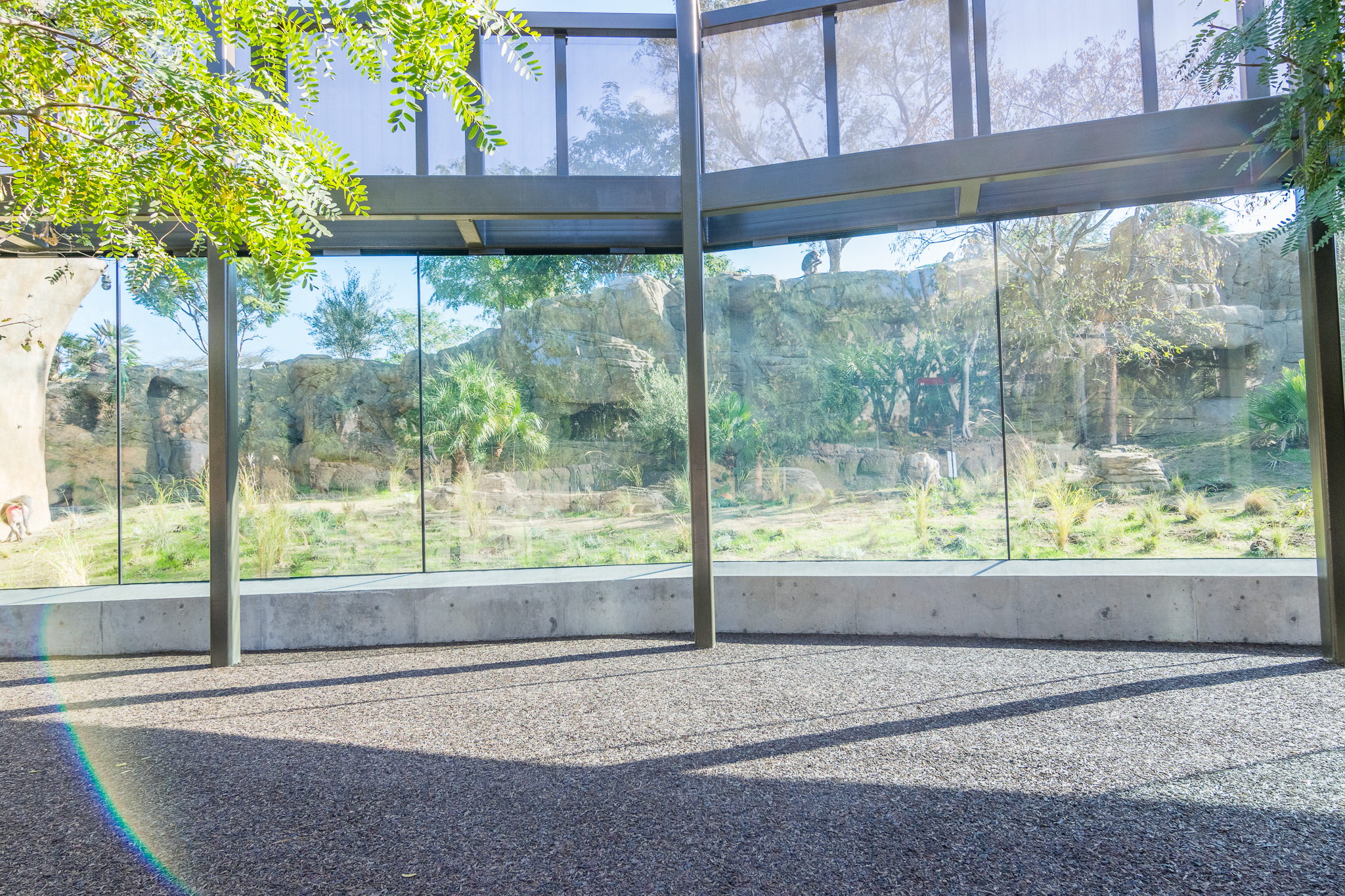 Glass viewing area for baboons