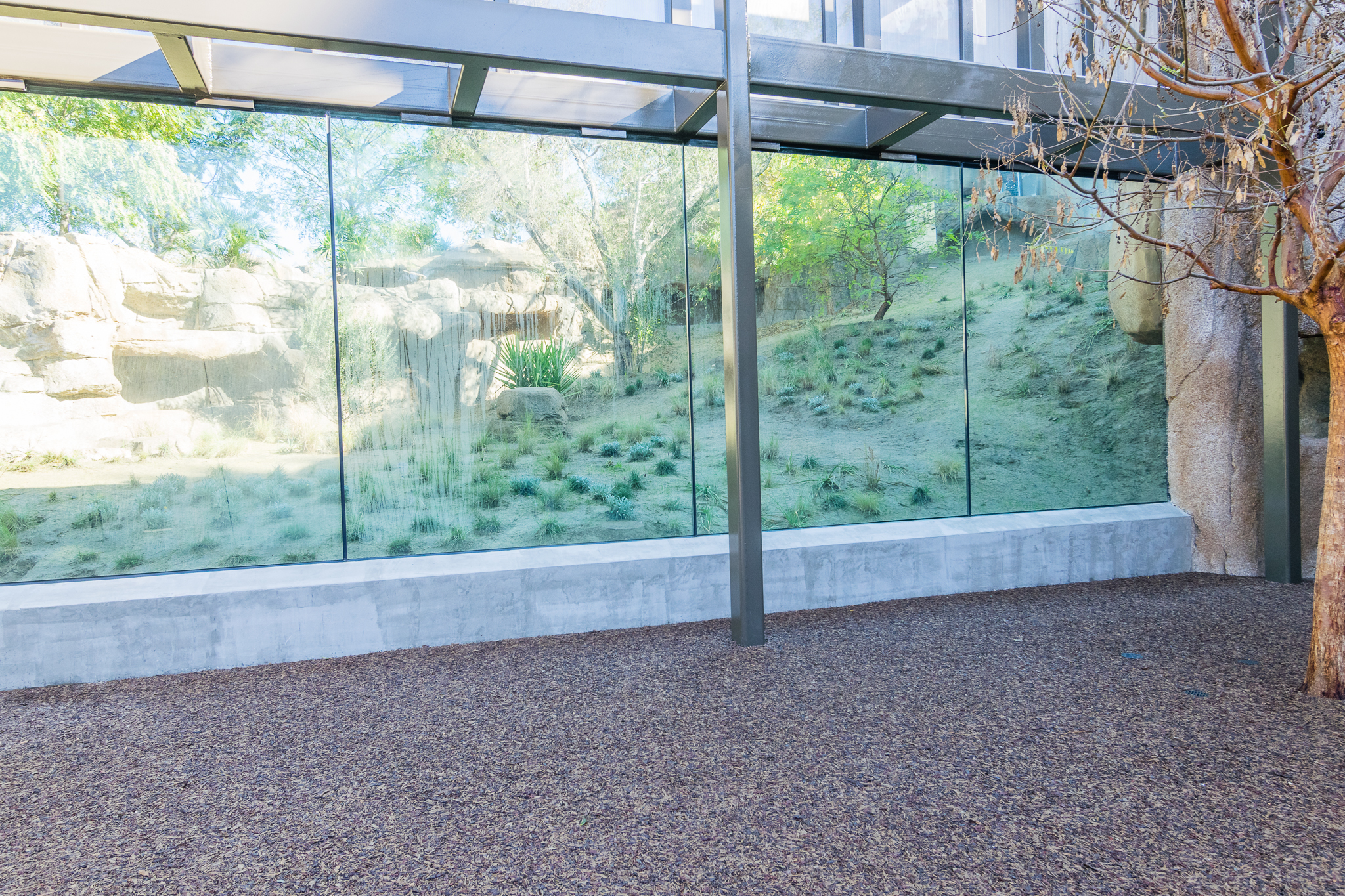 Glass viewing area for geladas.