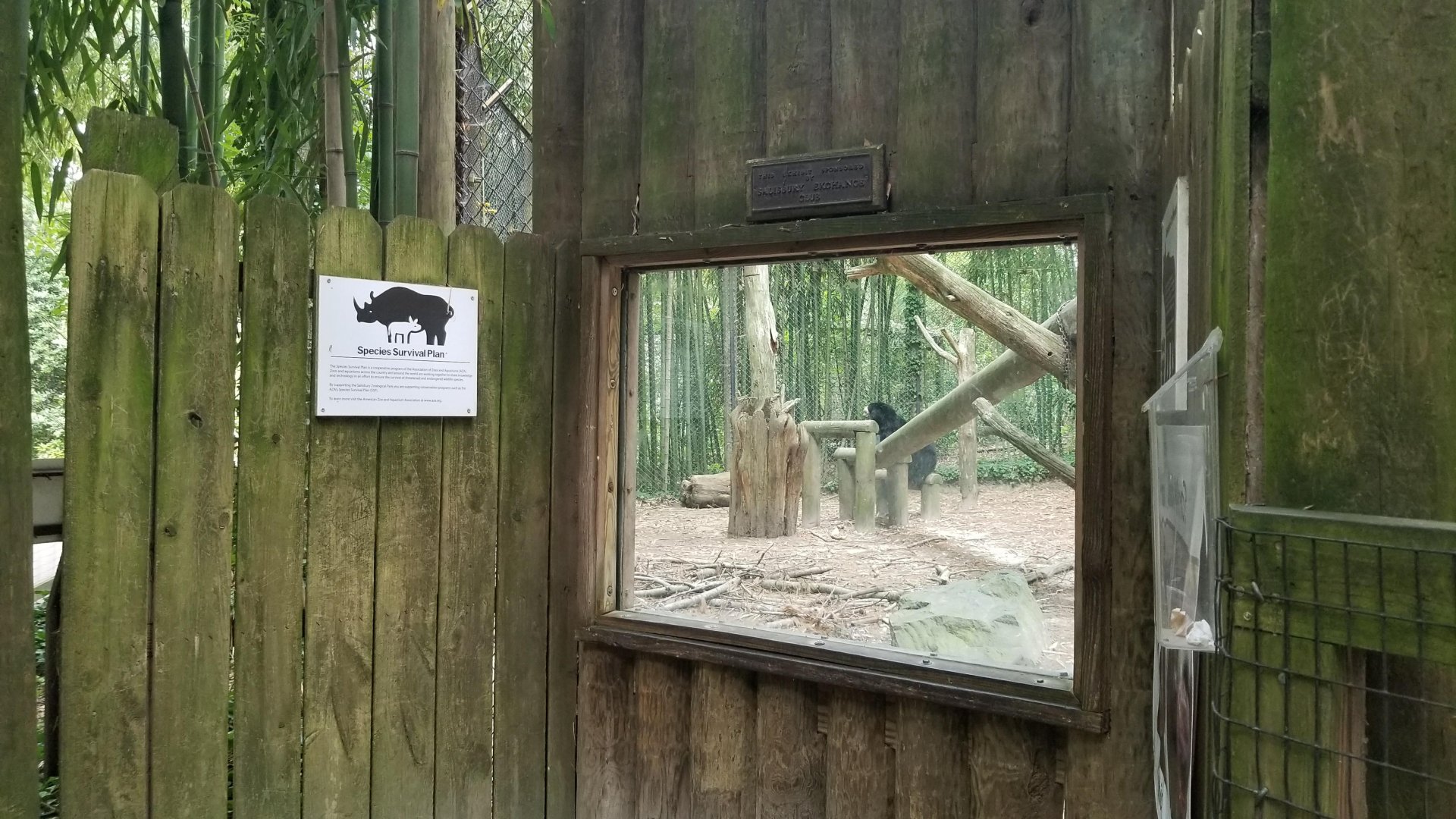 Glass window for bear viewing