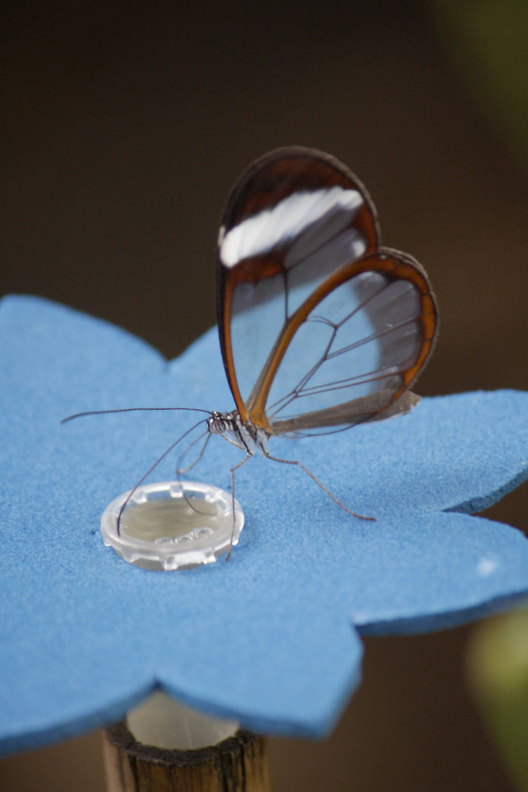 Glass-wing butterfly