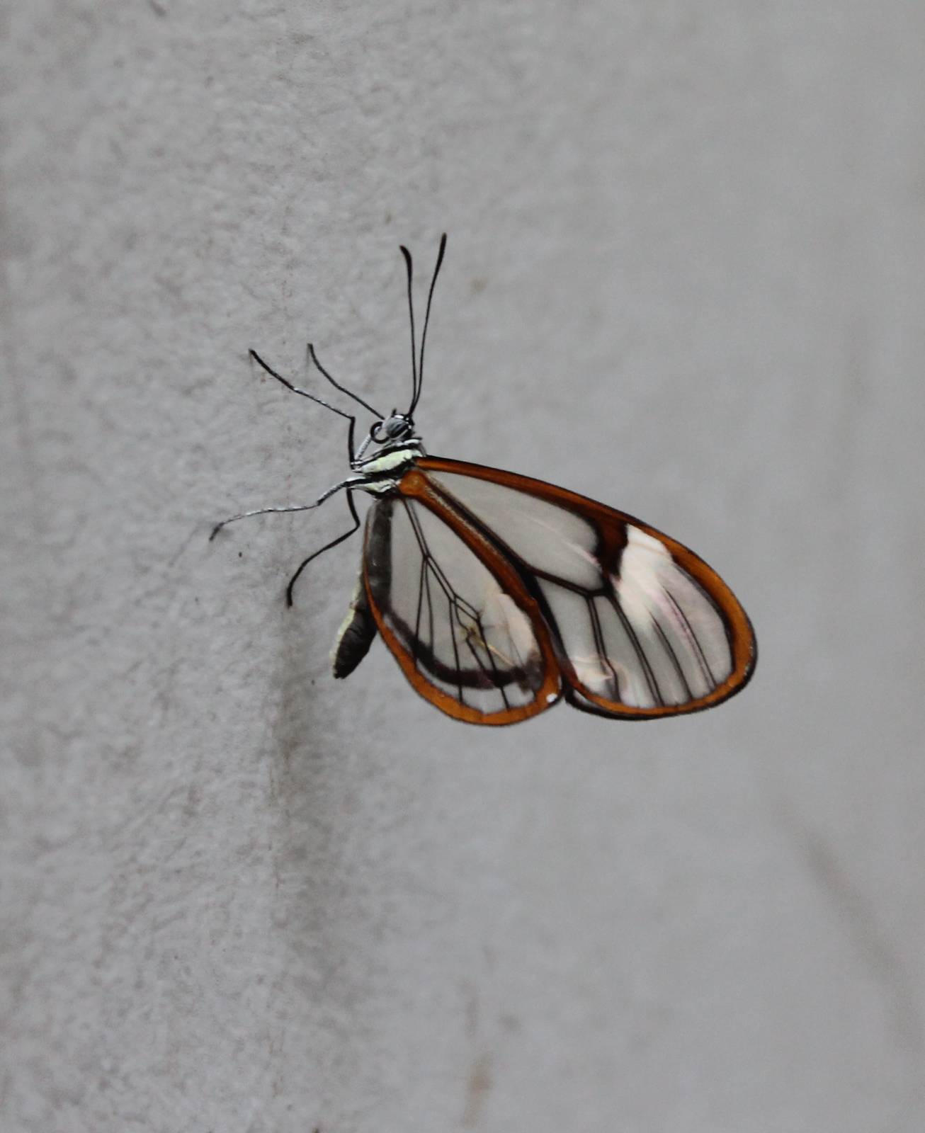 Glass-wing butterfly