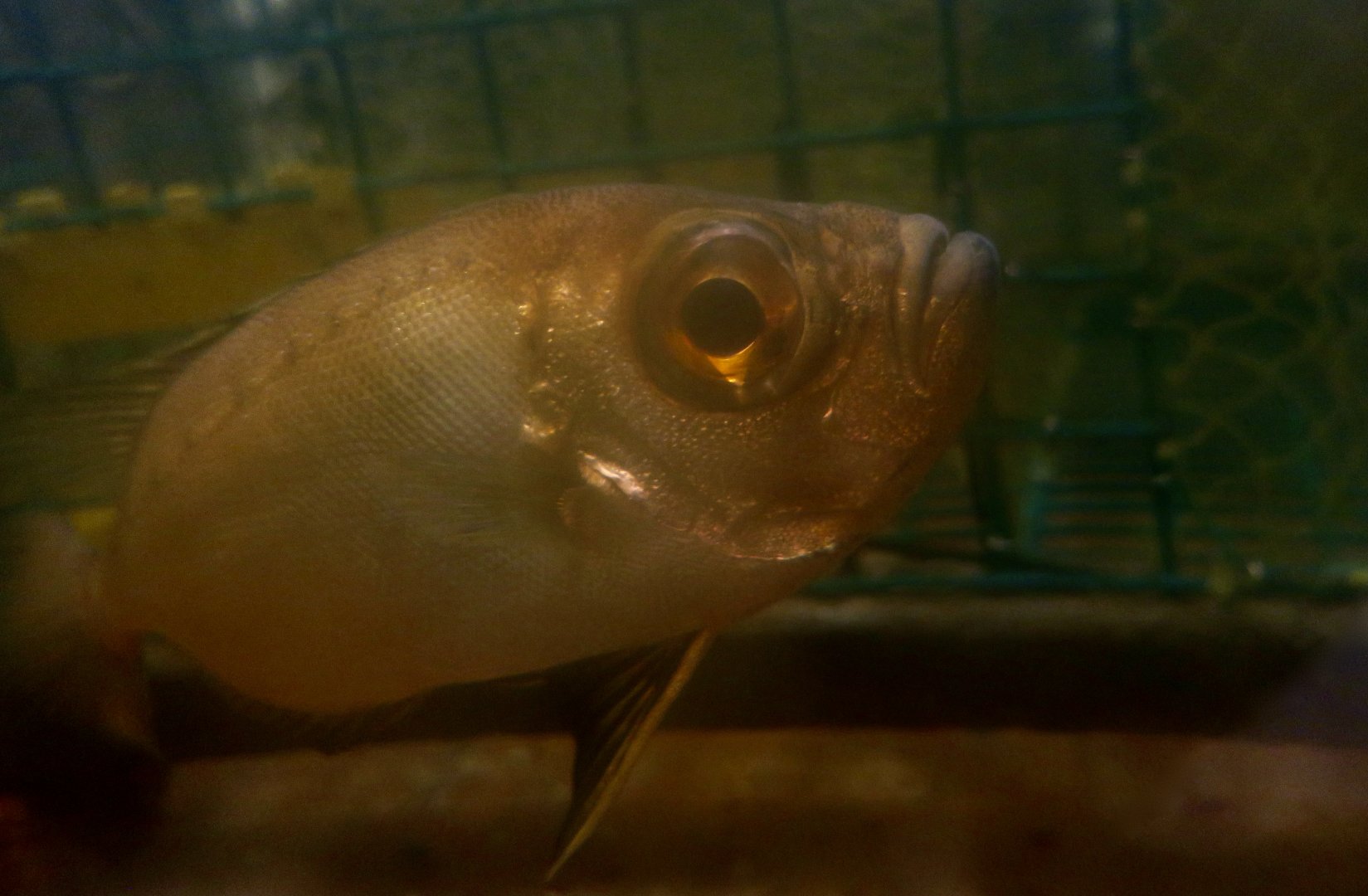 Glasseye (Heteropriacanthus cruentatus)