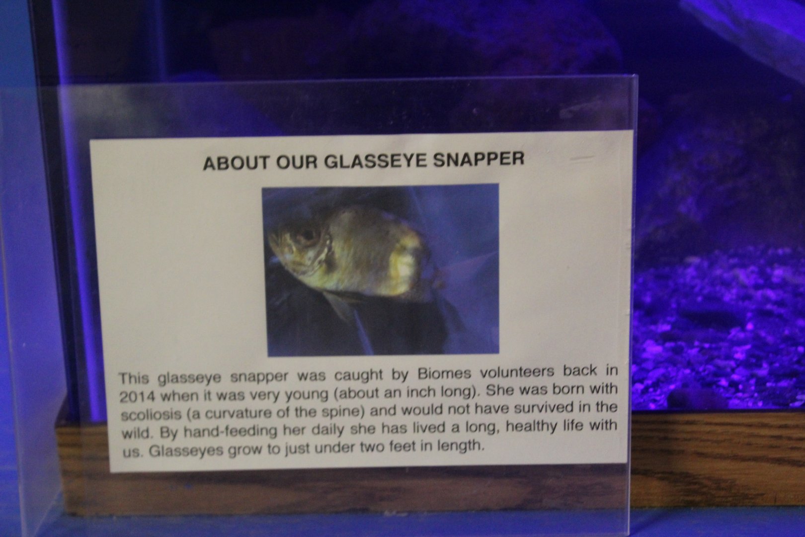 Glasseye Snapper Signage