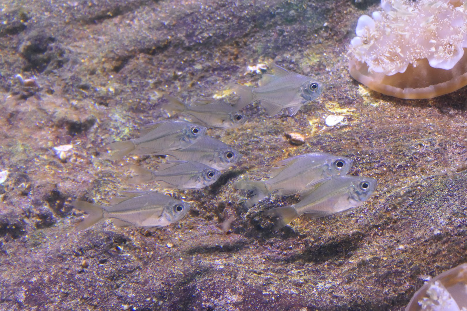 Glassfish sp. (Ambassidae)