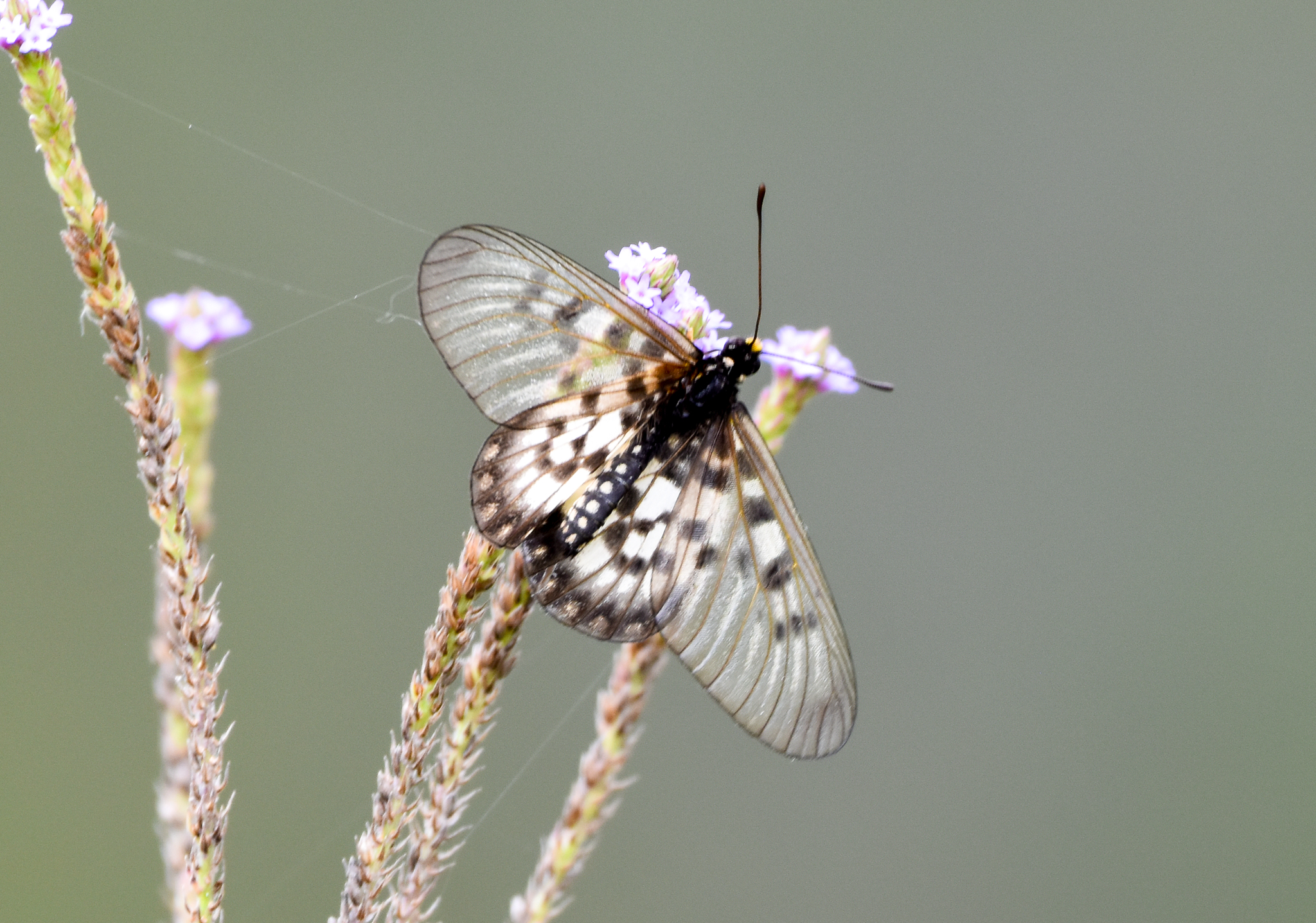 Glasswing, Acraea andromacha