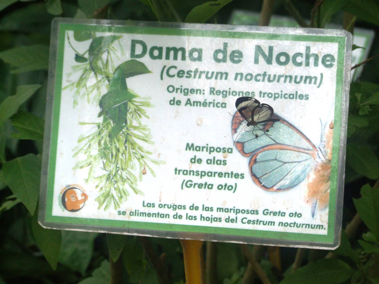 Glasswing and Signage at Santillana del Mar, 13/06/15