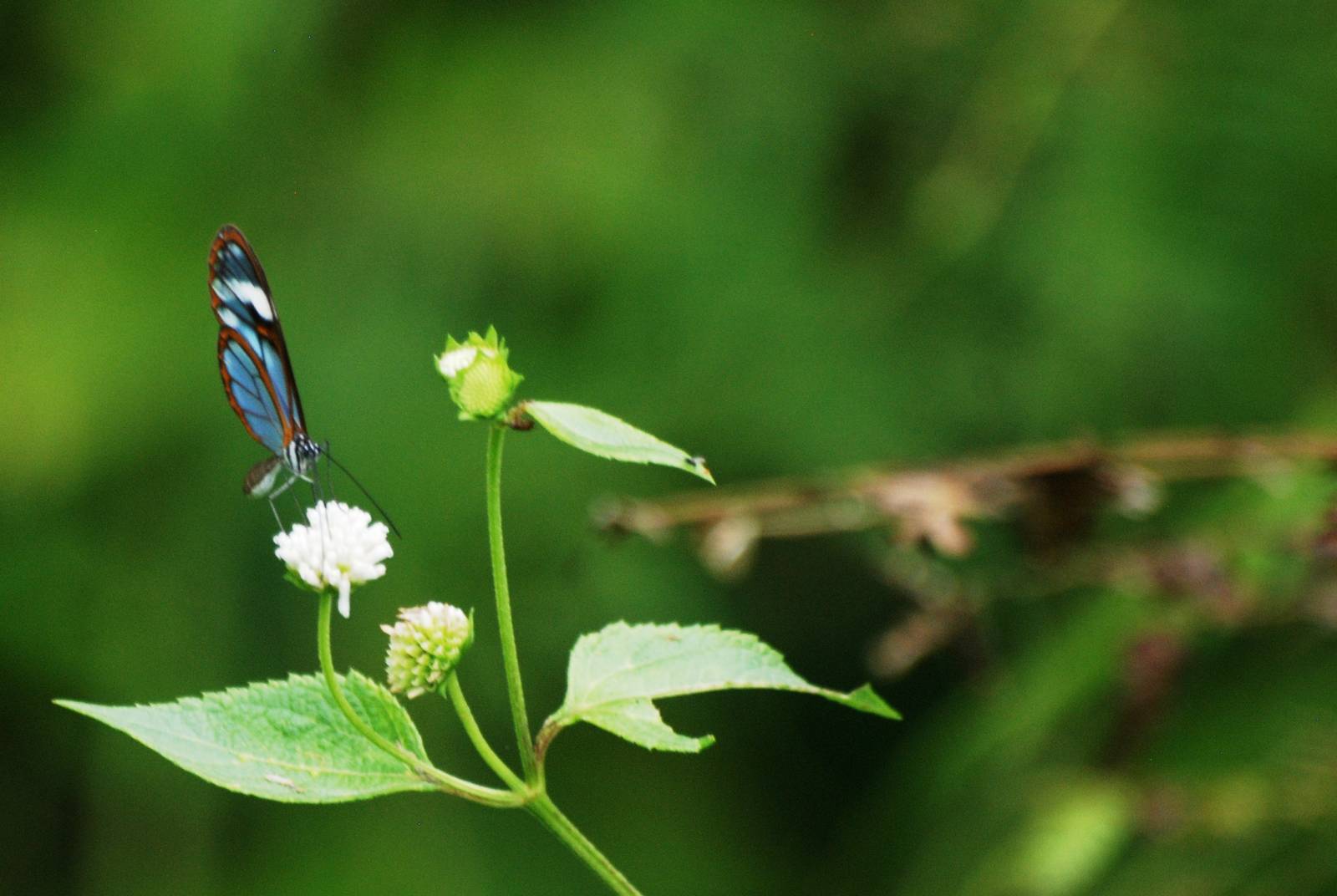 Glasswing at Arenal, 18/04/14