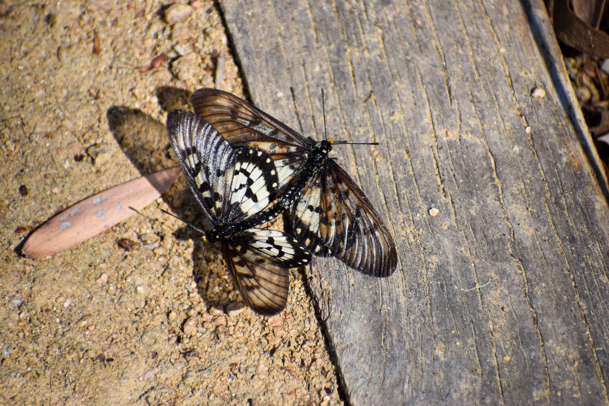 Glasswing Butterfllies (Acraea andromacha)