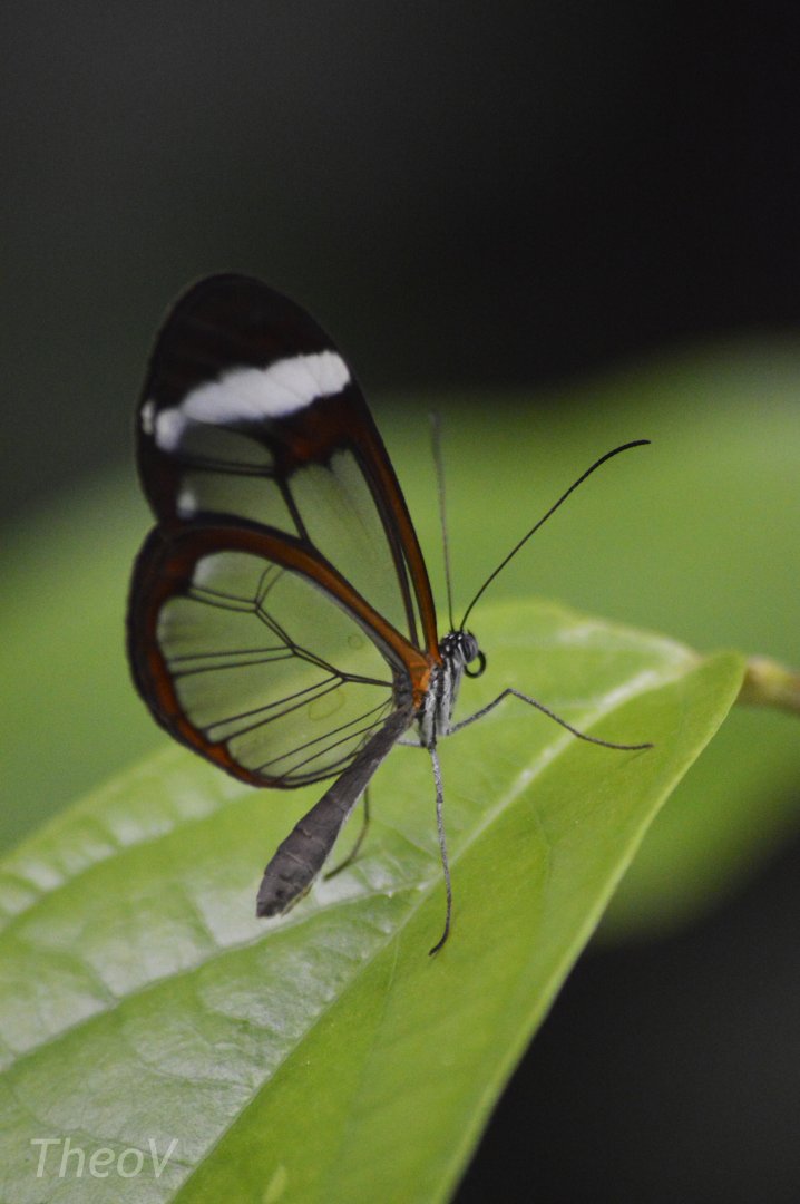 Glasswing butterfly [2018]