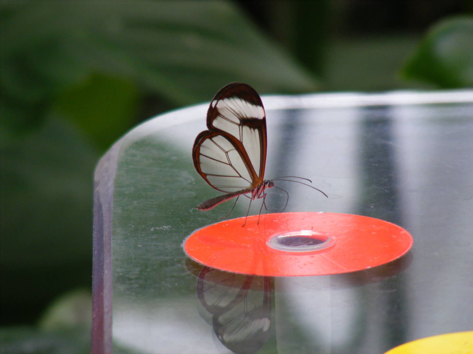 Glasswing butterfly at Bristol Zoo, 1 August 2010