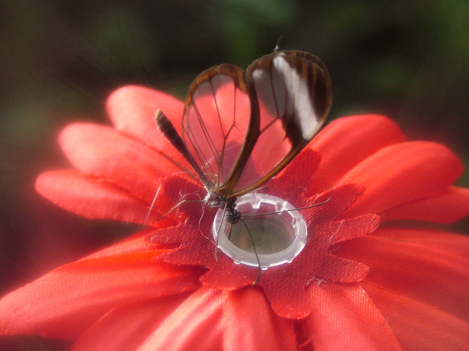 Glasswing Butterfly at Chester 06/12/09