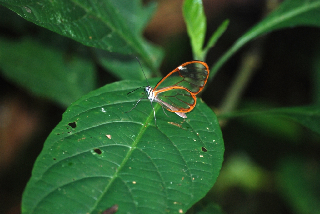 Glasswing Butterfly at Monteverde Reserve, 20/04/14