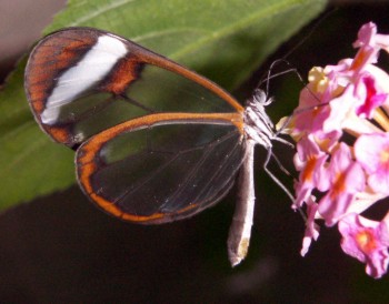 Glasswing Butterfly (Greta oto)