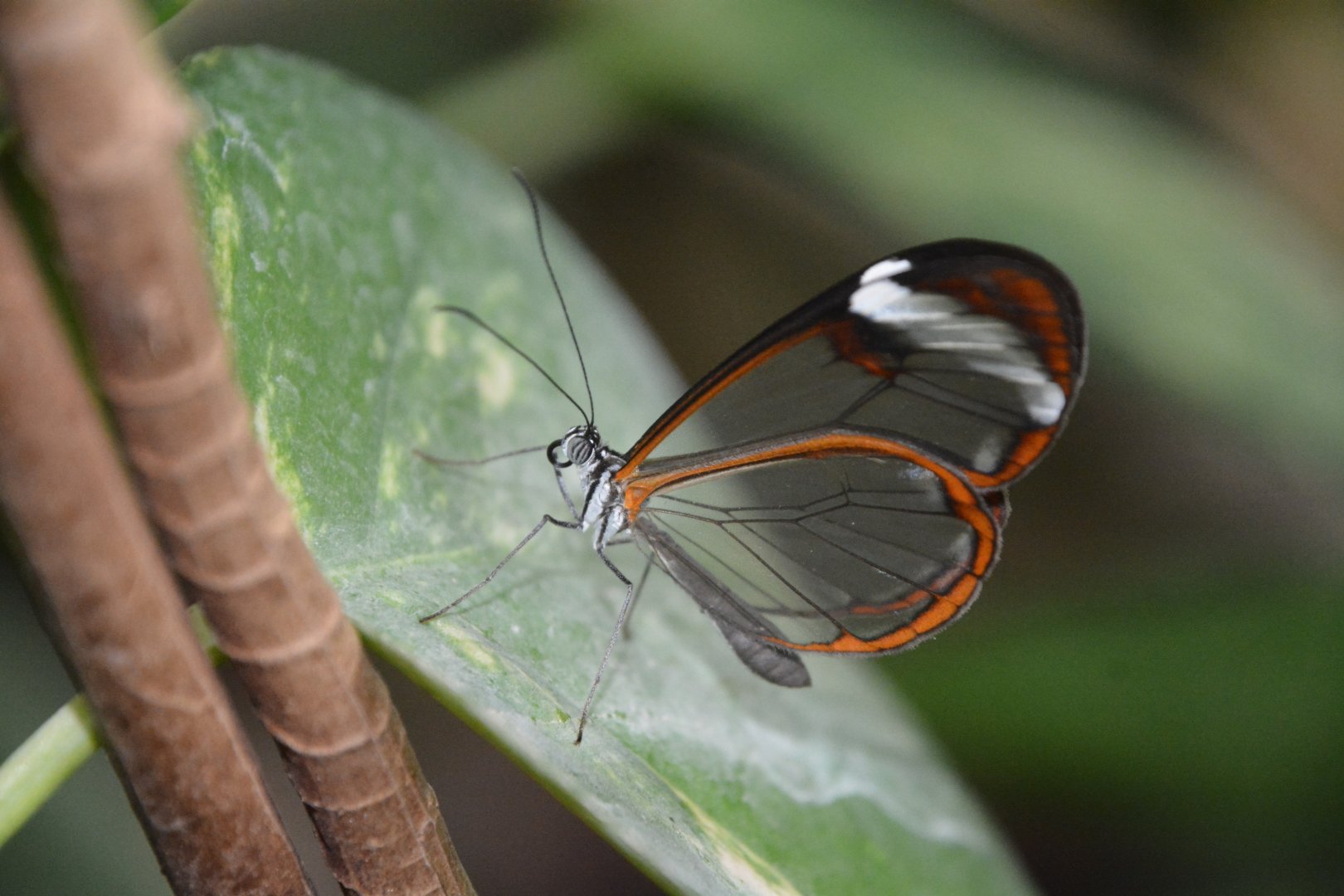 Glasswing butterfly (Greta oto)