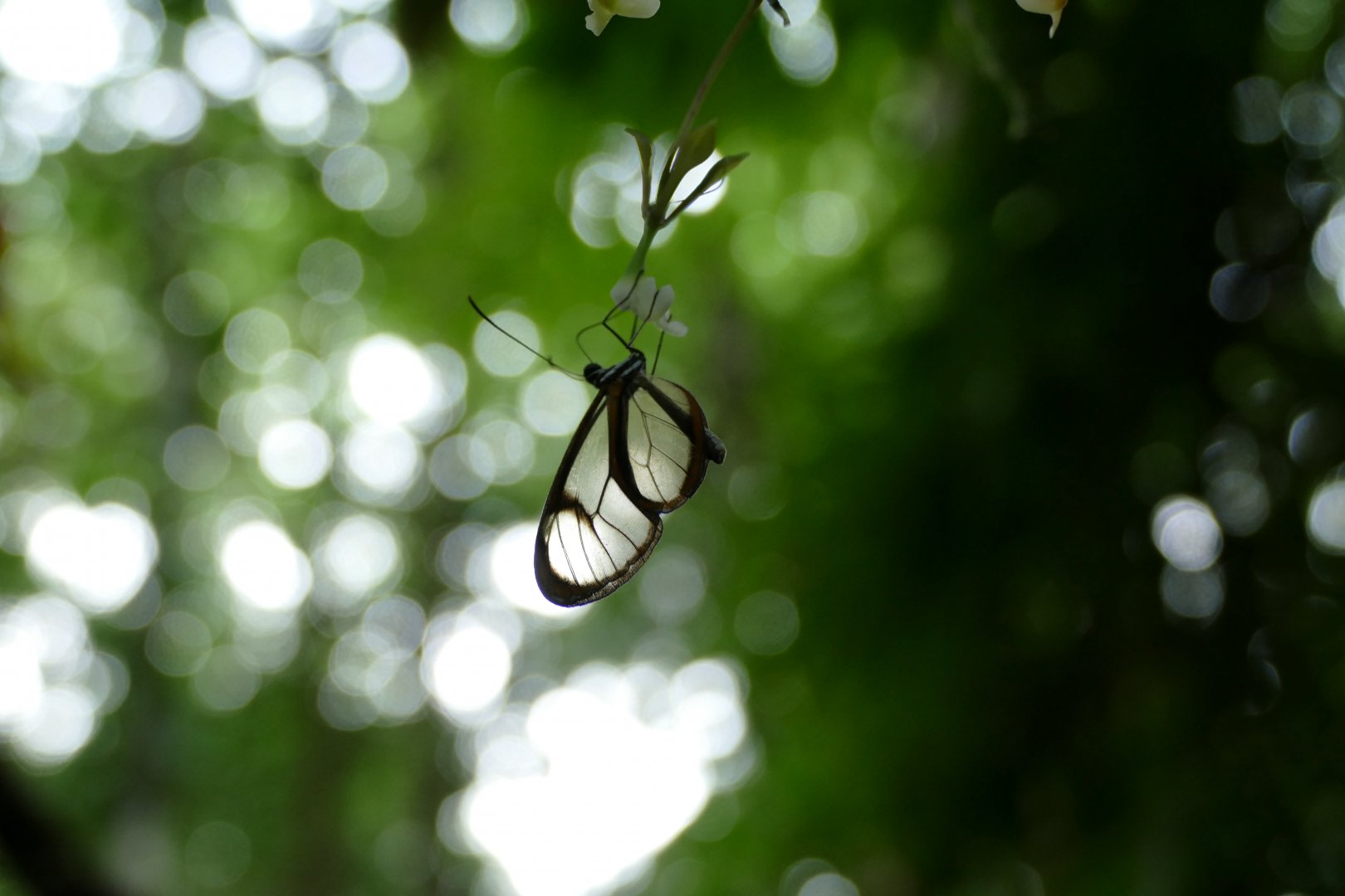 Glasswing Butterfly