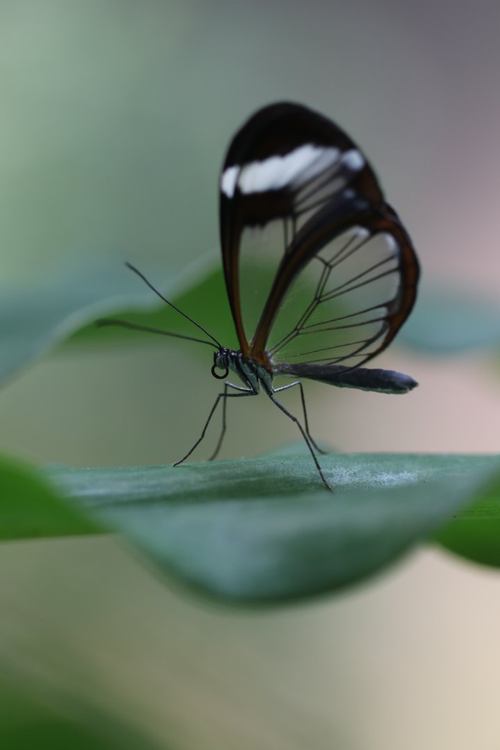 Glasswing butterfly