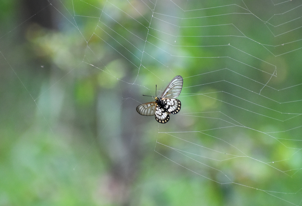 Glasswing in spider's web