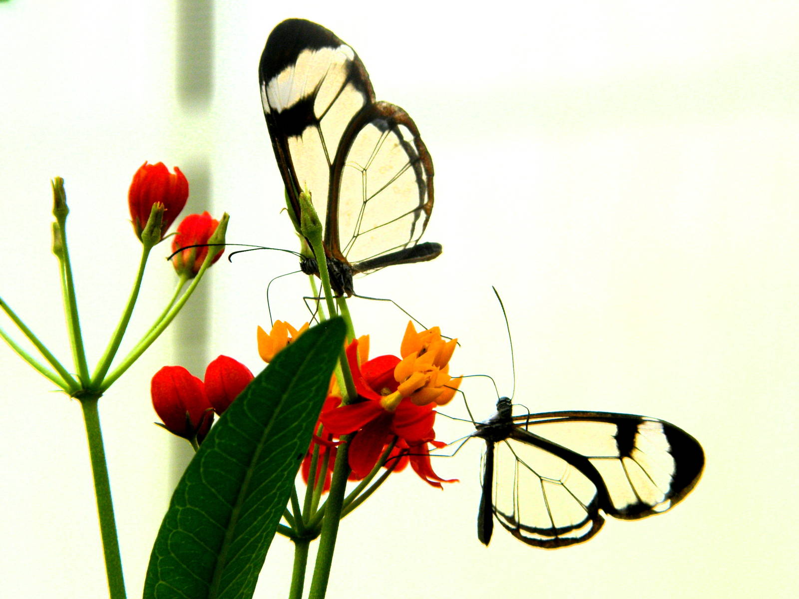 Glasswings - Chester Zoo Butterfly House