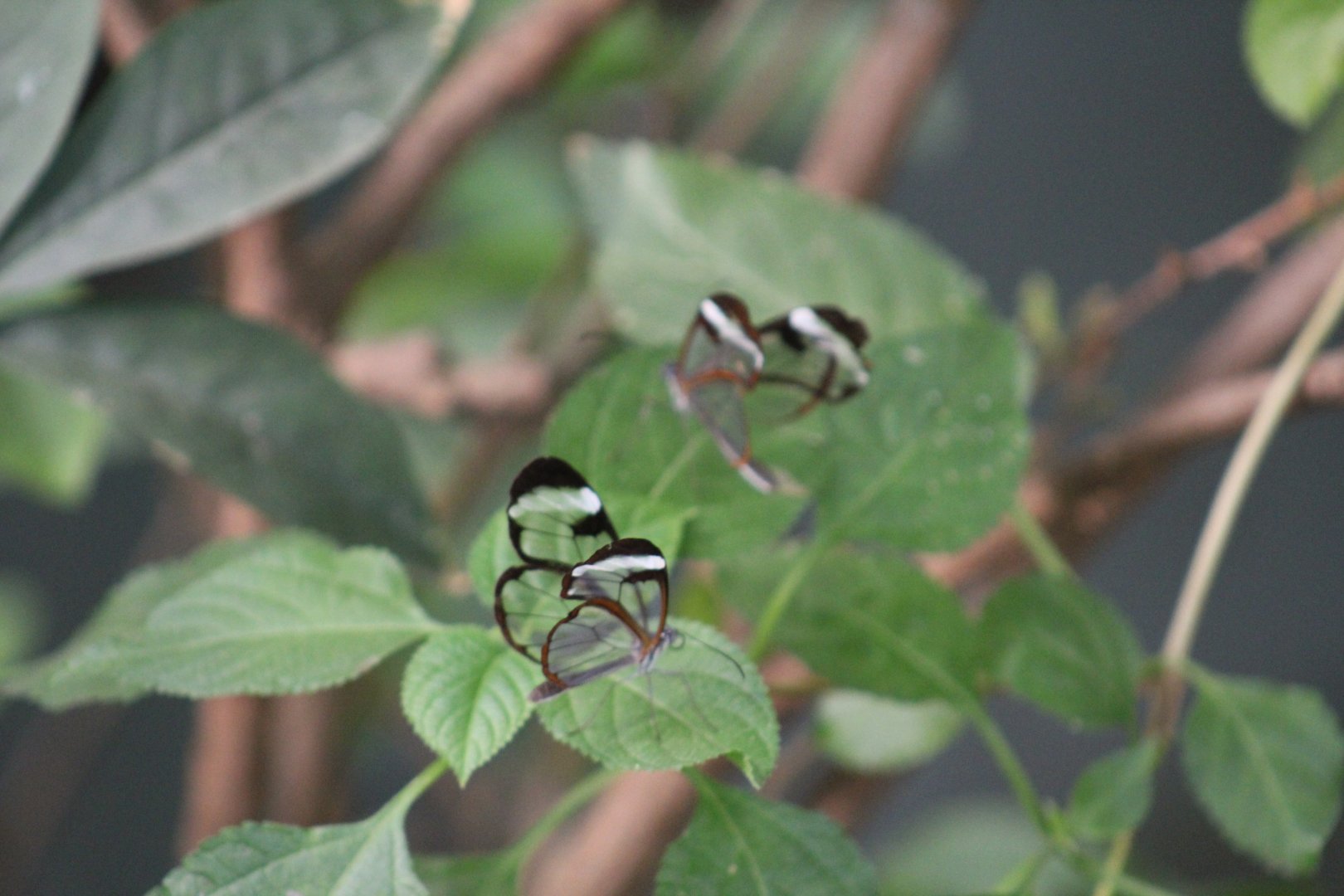 Glasswings (Greta oto) - Magic Wings Butterfly Conservatory
