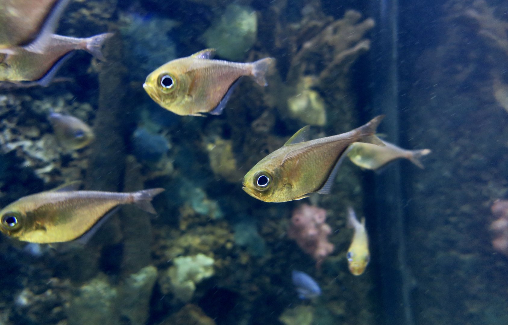Glassy Sweeper (Pempheris schomburgkii)