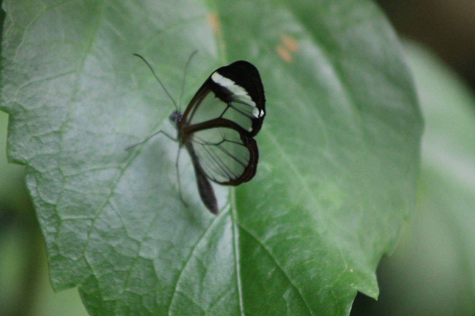 glaswinged butterfly