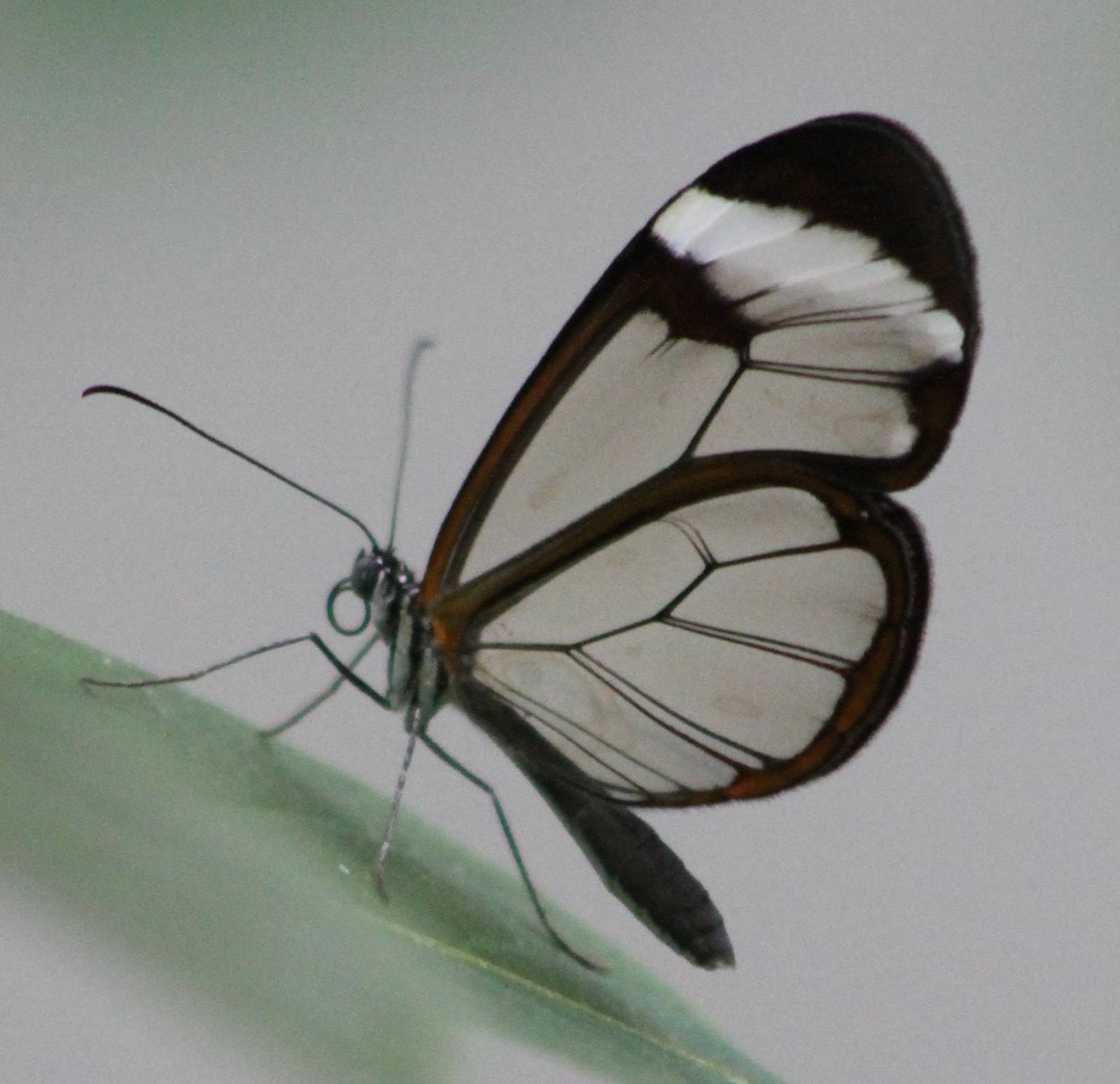 Glaswinged butterfly