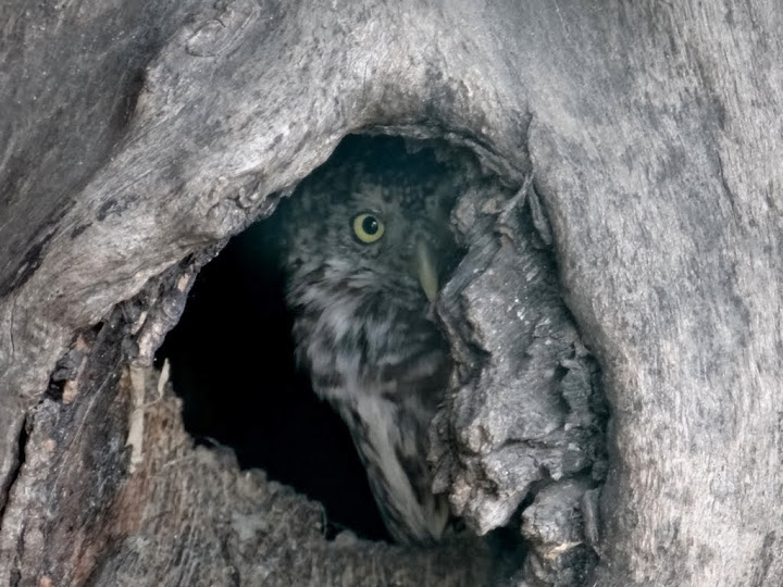 Glaucidium passerinum