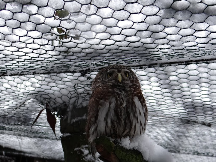 Glaucidium passerinum