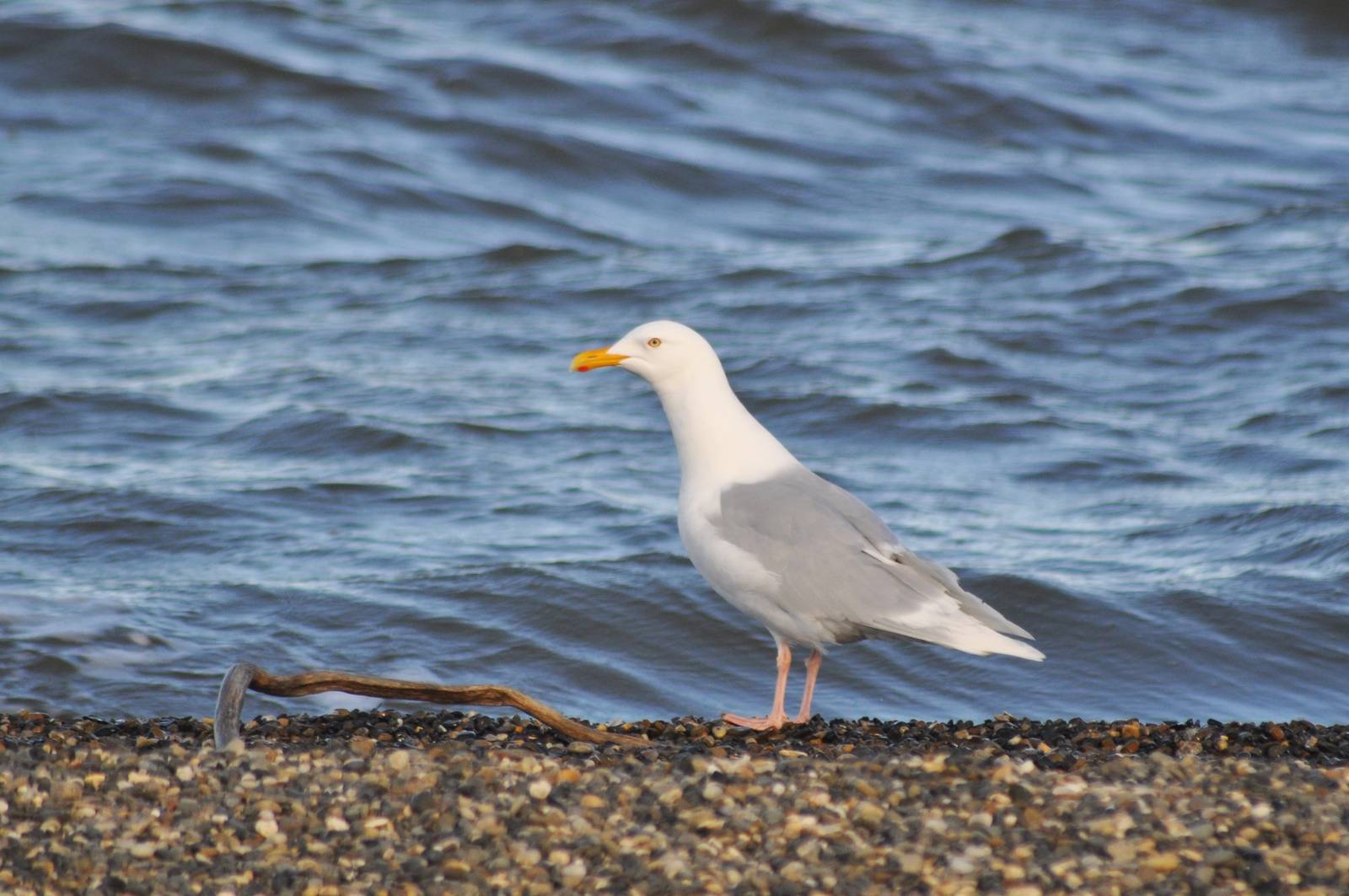 Glaucous Gull - Alaska