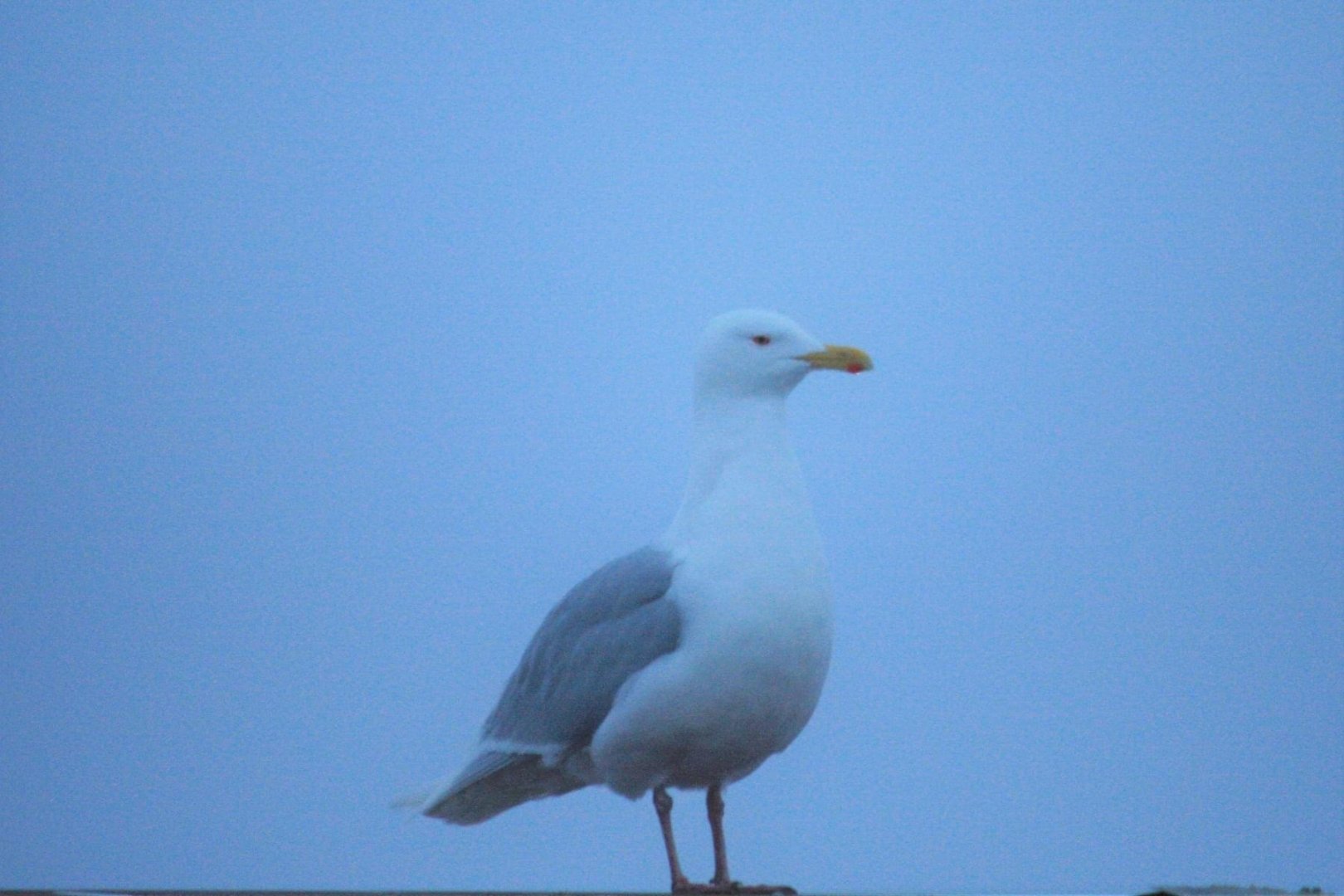 Glaucous Gull - Alaska