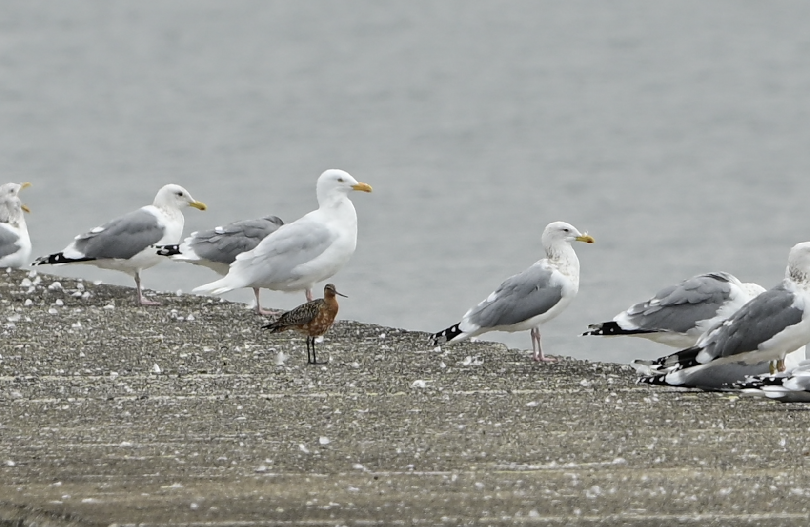 Glaucous Gull, Bar Tailed Godwit, and Vega Gull ~ Funabashi Sanbanze Seaside Park