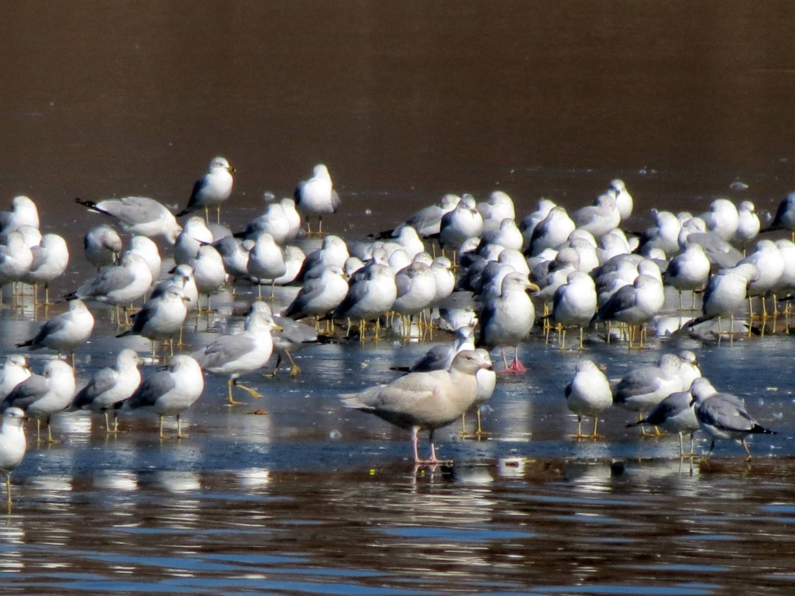 Glaucous Gull